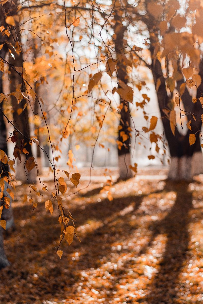 Autumn Thoughts Autumn Thoughts